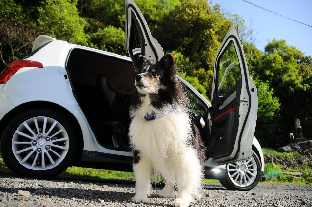 3 tips: Sådan giver du din hund den bedste sikkerhed i bilen